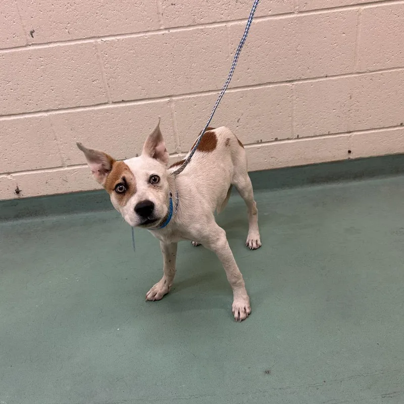 A young small-sized male Brown / Chocolate Mixed Breed dog named Luke for adoption in Memphis, TN