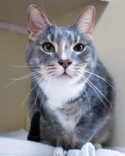 A senior large-sized male Domestic Short Hair cat named Fun Dance for adoption in Chamblee, GA