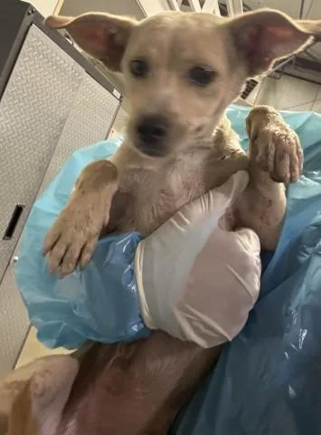 A young small-sized male Chihuahua dog named Comet for adoption in Bakersfield, CA