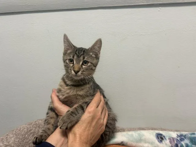 A baby medium-sized female Domestic Short Hair cat named Libra for adoption in Chicago, IL