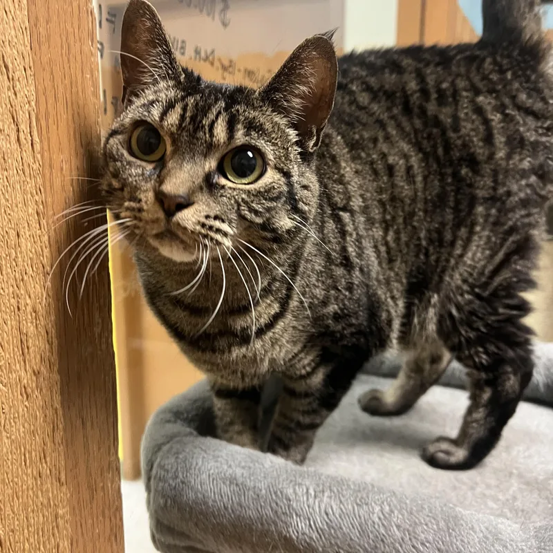 An adult medium-sized female Tabby (Brown / Chocolate) Domestic Short Hair cat named Kiddo for adoption in Spokane, WA
