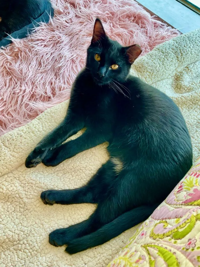 Aspen Bonded With Birch thumbnail 2