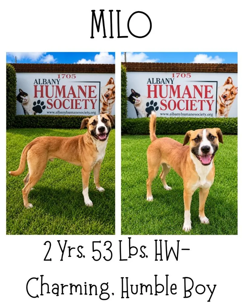 Milo thumbnail 5
