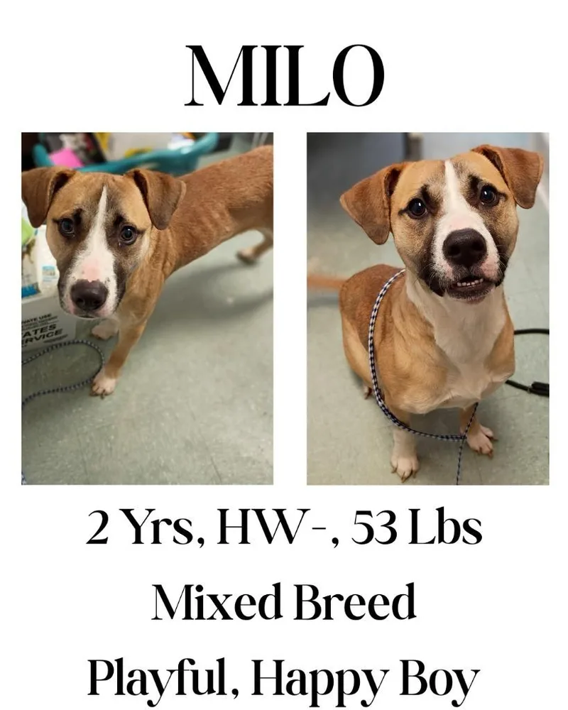 Milo thumbnail 6
