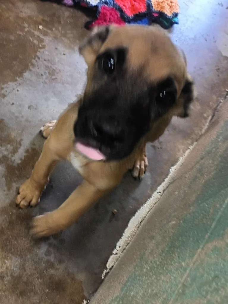 A baby small-sized male Shepherd dog named Patriot for adoption in Beebe, AR