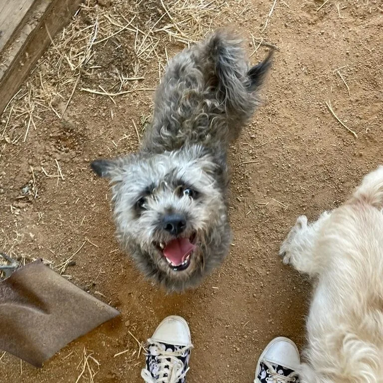 An adult small-sized male Gray / Blue / Silver Brussels Griffon dog named Jake for adoption in Greenville, SC
