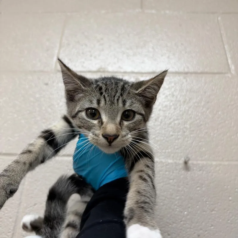A baby small-sized male Gray / Blue / Silver Domestic Short Hair cat named Zamboni for adoption in Birmingham, AL