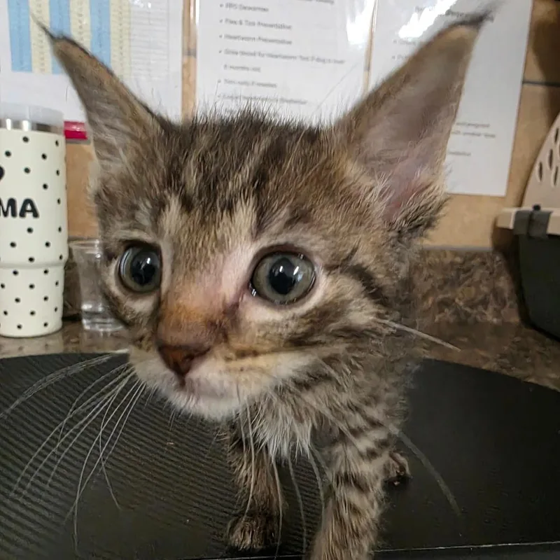 A baby small-sized female Gray / Blue / Silver Domestic Short Hair cat named Clefable for adoption in Eureka Springs, AR