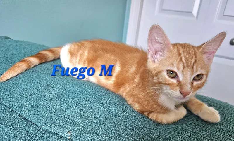 A baby medium-sized male Orange & White Tabby cat named Fuego for adoption in Springfield, OR