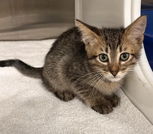A baby small-sized male Domestic Short Hair cat named Lex for adoption in Pearland, TX