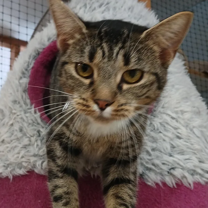 An adult medium-sized female Brown / Chocolate Domestic Short Hair cat named Cora for adoption in Germansville, PA