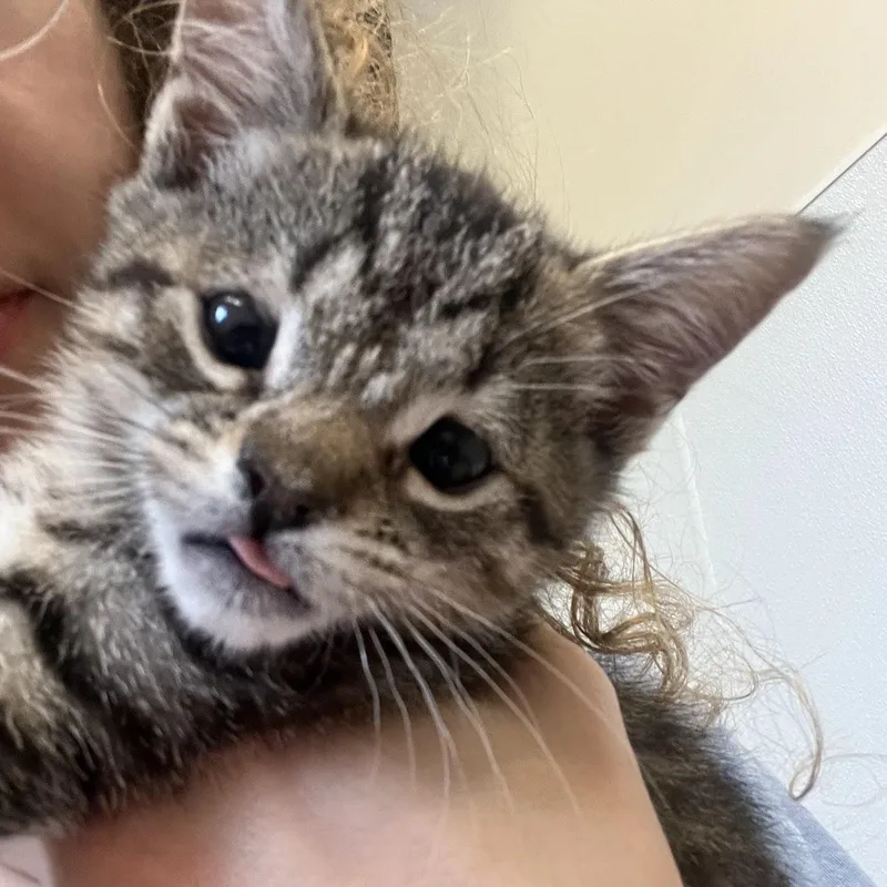 A baby medium-sized female Tabby (Gray / Blue / Silver) Domestic Short Hair cat named Pepper for adoption in Salisbury, NC
