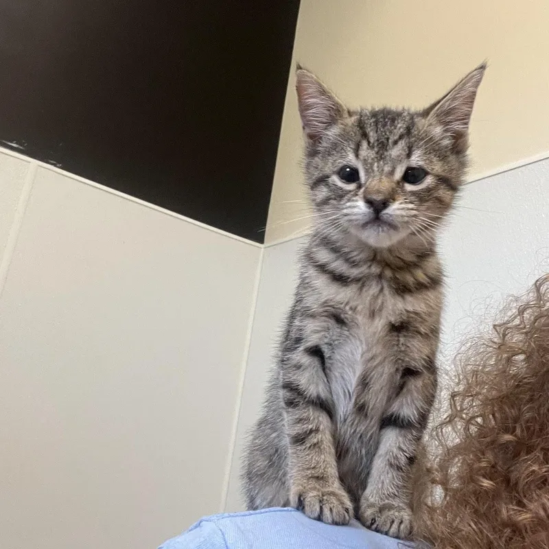 Pepper thumbnail 2