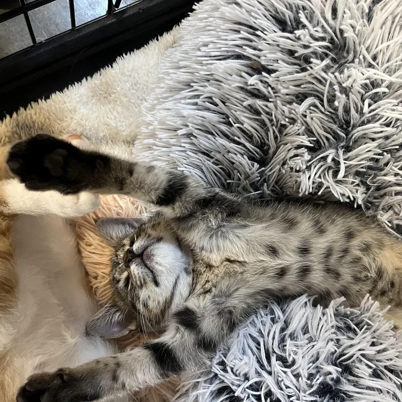 Pepper thumbnail 3