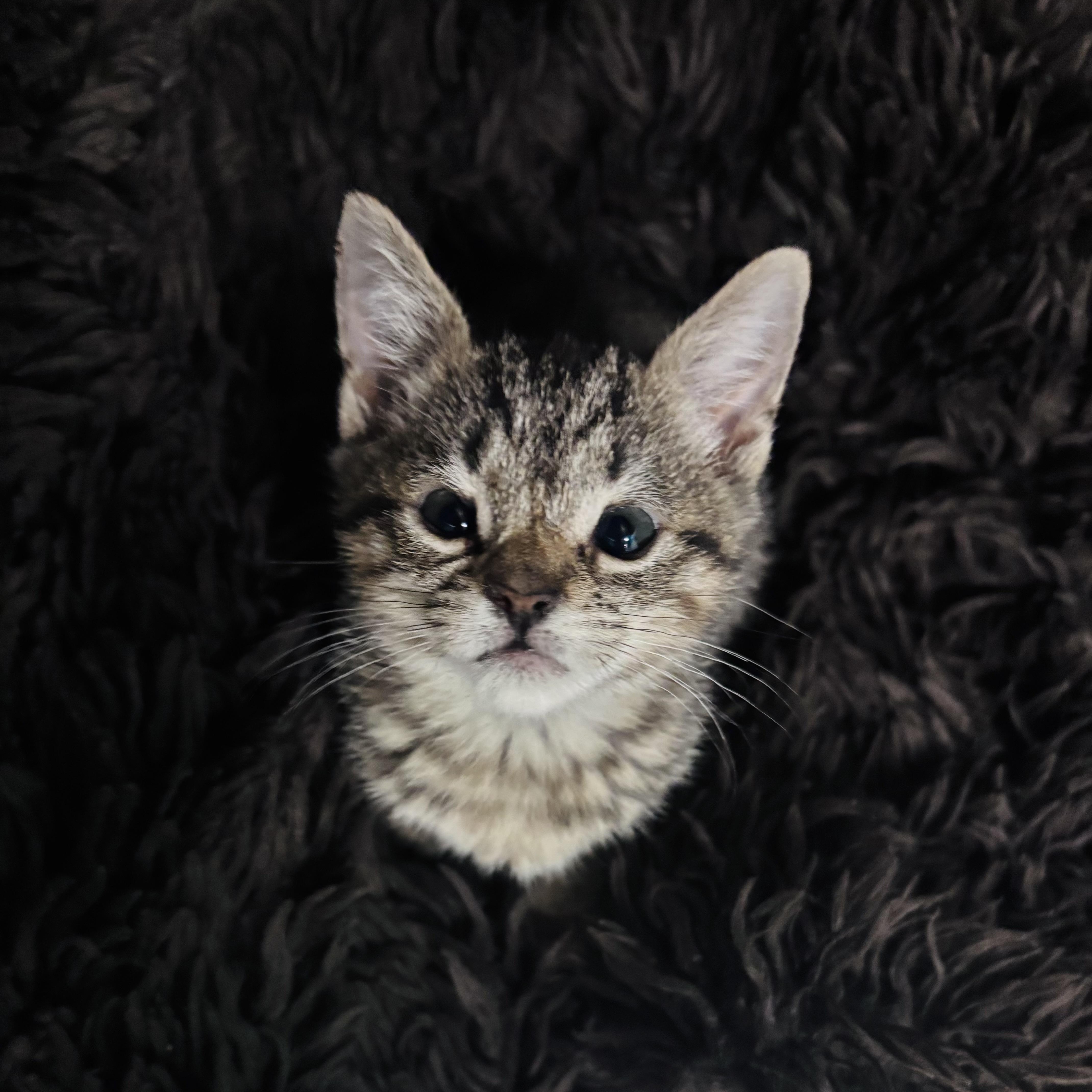 Pepper thumbnail 4