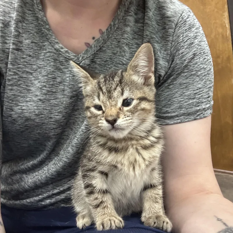 Pepper thumbnail 6