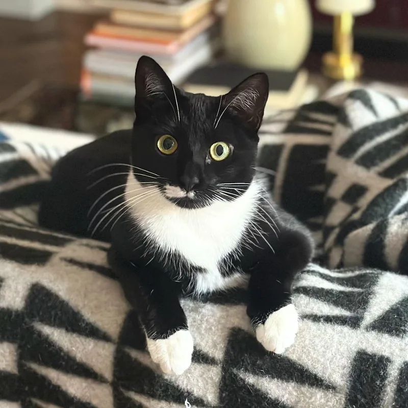An adult medium-sized female Black & White / Tuxedo Domestic Short Hair cat named Meesh for adoption in Brooklyn, NY