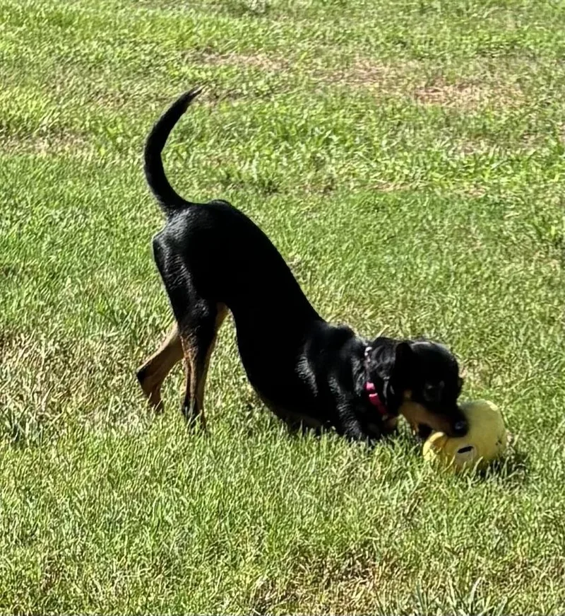 An adult small-sized female Tricolor (Brown, Black, & White) Mixed Breed dog named Missy for adoption in Brookshire, TX