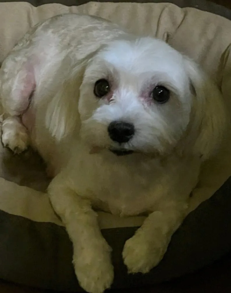 An adult small-sized female White / Cream Maltese dog named Kiki Pepper for adoption in Thousand Oaks, CA
