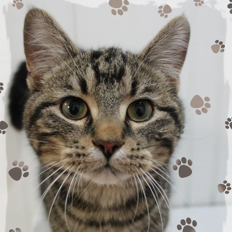 A young medium-sized male Black Domestic Short Hair cat named Kevin for adoption in Amelia, OH
