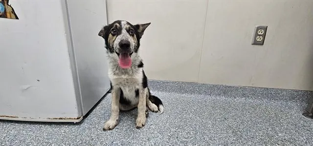 A baby small-sized male Mixed Breed dog named Turk for adoption in Garland, TX