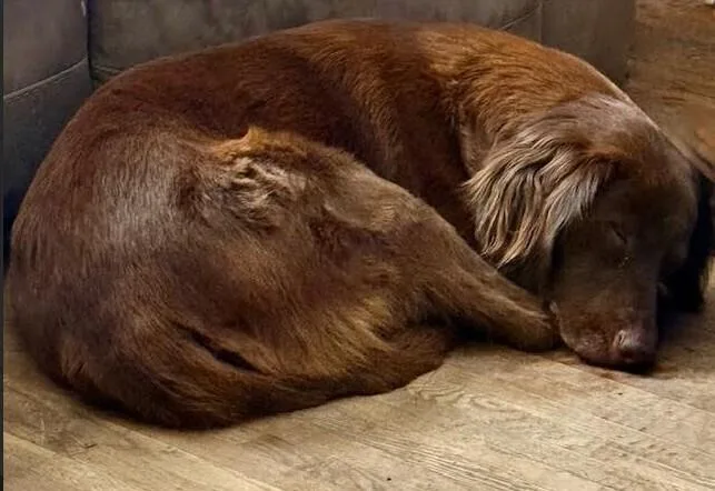 A senior medium-sized female Red / Chestnut / Orange Labrador Retriever dog named Sadie for adoption in Evansville, IN