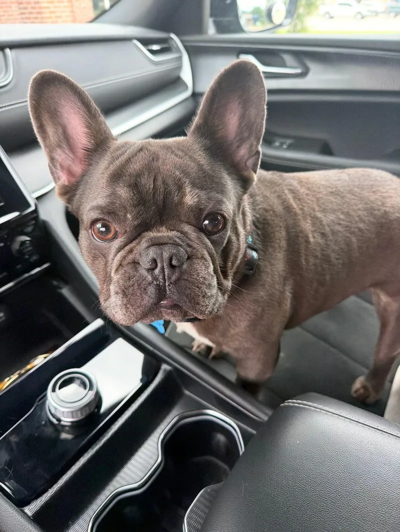 A young small-sized male French Bulldog dog named Blueberry for adoption in Louisburg, KS