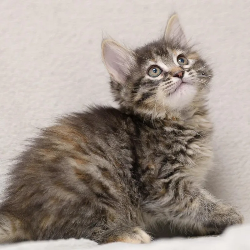 A baby small-sized female Torbie Domestic Medium Hair cat named Pomona for adoption in Sunnyvale, CA