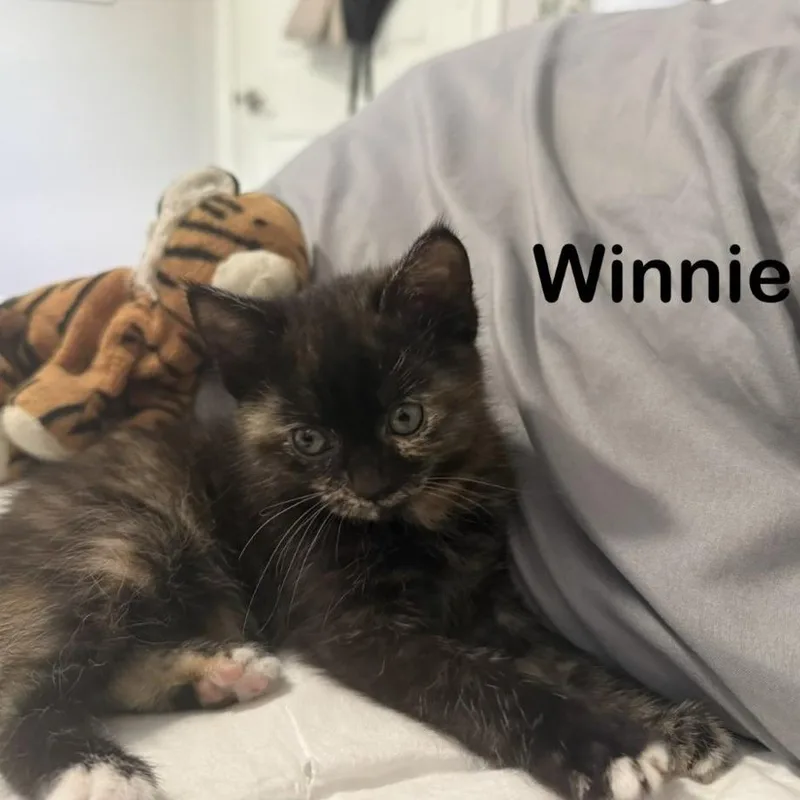 A baby small-sized female Tortoiseshell Domestic Long Hair cat named Winnie for adoption in Washington, PA