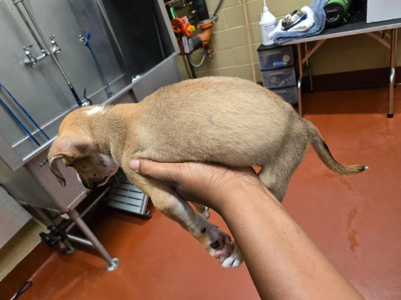 A baby medium-sized male Mixed Breed dog named HoneyComb for adoption in Douglasville, GA
