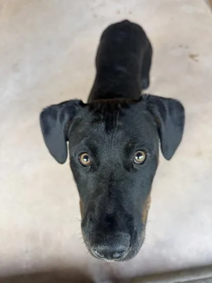 A baby large-sized female Rottweiler dog named Milkyway for adoption in Burlington, WA