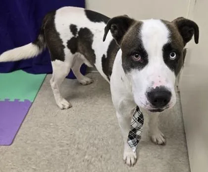 A young large-sized male Brown / Chocolate Mixed Breed dog named Gucci for adoption in Hamilton, OH