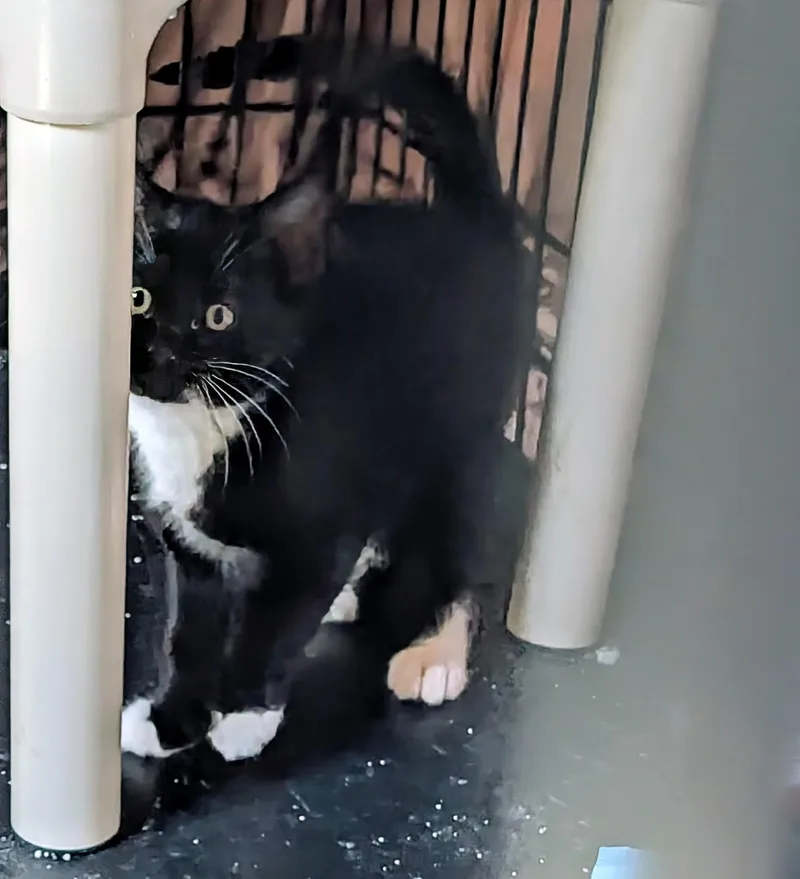 A baby medium-sized female Domestic Short Hair cat named Beans for adoption in Greeley, CO