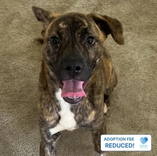 A young medium-sized female Brindle Plott Hound dog named Asia for adoption in Naperville, IL