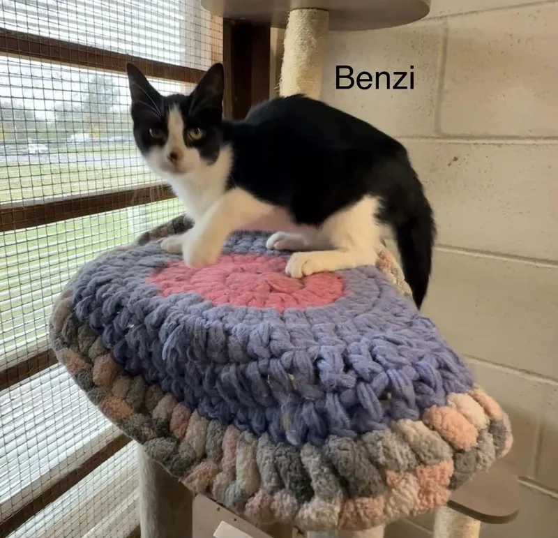 A baby medium-sized male Domestic Short Hair cat named Benzi for adoption in Plattsburgh, NY