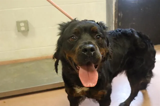 A young medium-sized female Mixed Breed dog named Sundown for adoption in Columbia, SC