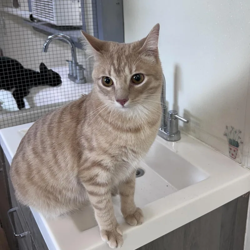 A young medium-sized male Buff / Tan / Fawn Domestic Short Hair cat named Walker for adoption in Bastrop, TX