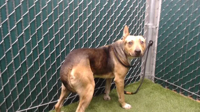 A young large-sized male German Shepherd Dog dog named Cyril for adoption in Downey, CA