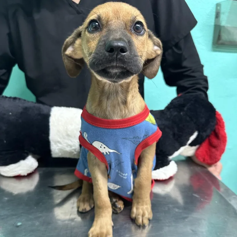 A baby medium-sized male Yellow / Tan / Blond / Fawn Mixed Breed dog named Lorenzo for adoption in Guaynabo, PR