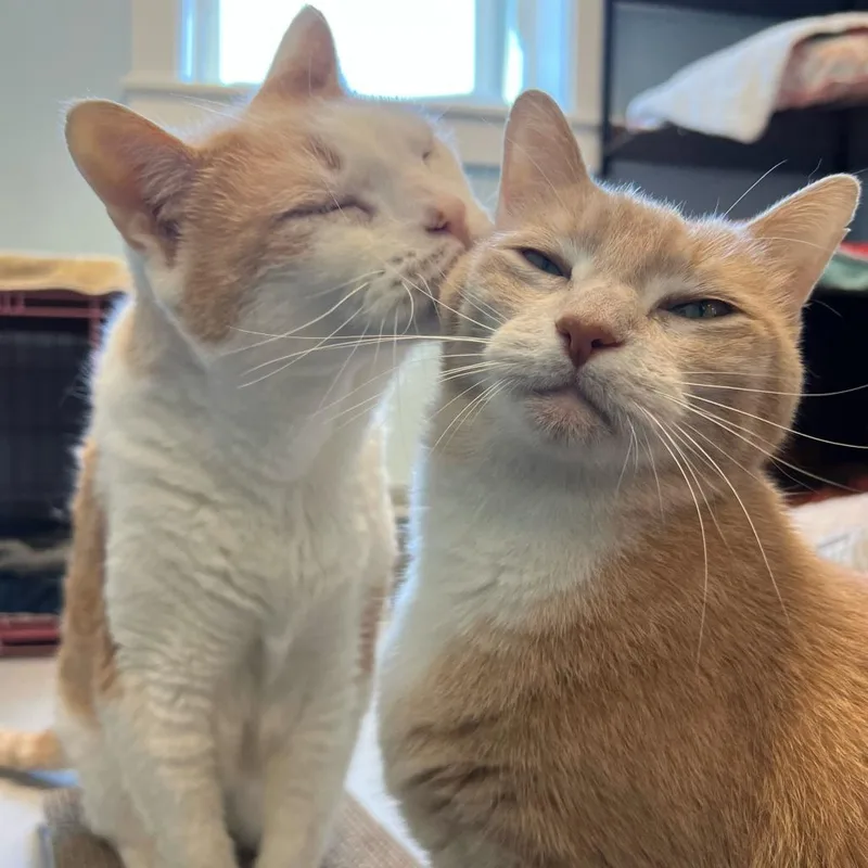 A senior small-sized male Buff / Tan / Fawn Domestic Short Hair cat named Mittens for adoption in Boston, MA