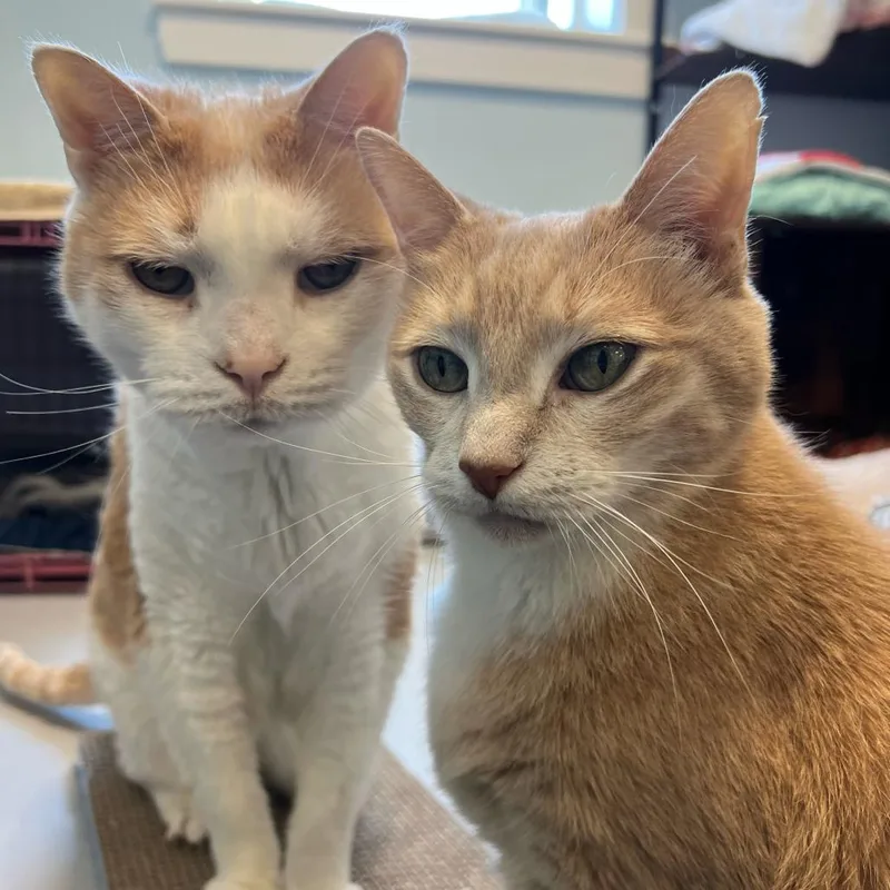 Mittens thumbnail 3