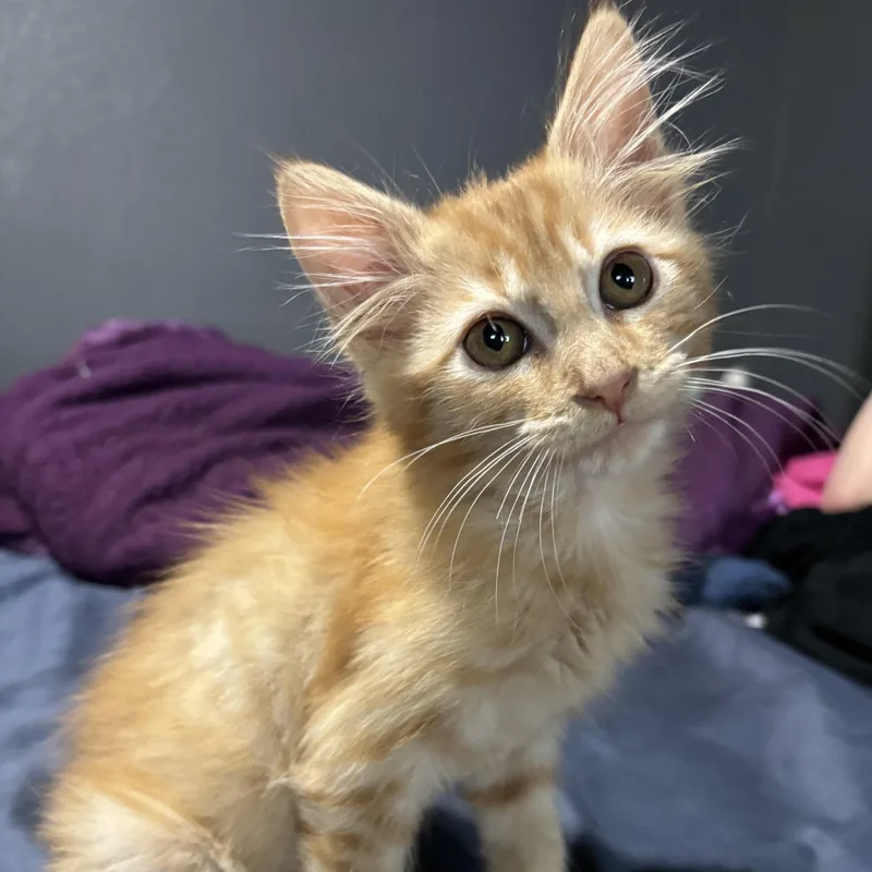 A baby small-sized male Tabby (Orange / Red) Domestic Medium Hair cat named CheezIt for adoption in Bentonville, AR