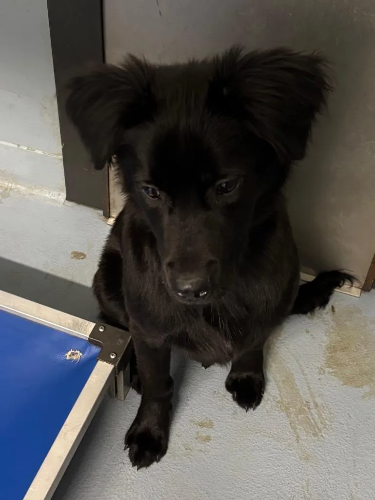 A baby large-sized male Mixed Breed dog named Mike for adoption in Cartersville , GA