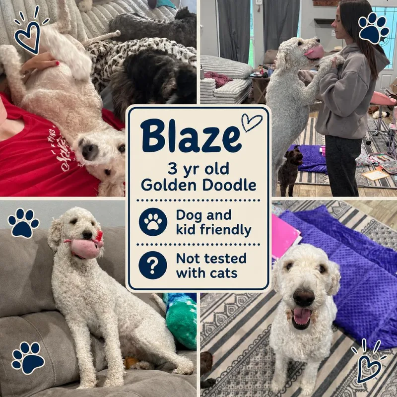 An adult large-sized male White / Cream Golden Retriever dog named Blaze for adoption in Anahuac, TX