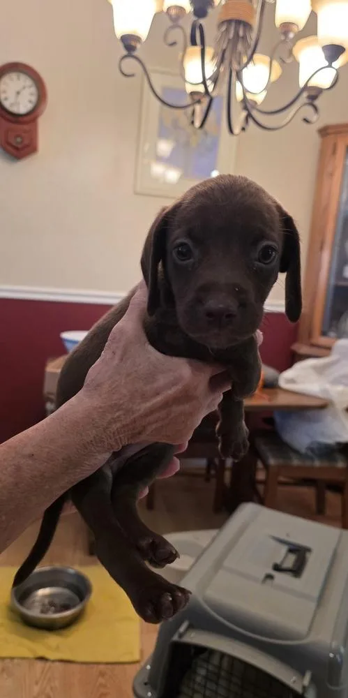 A baby medium-sized male Tricolor (Brown, Black, & White) Dachshund dog named Mothers Craving : Sorbet for adoption in Aurora, IN