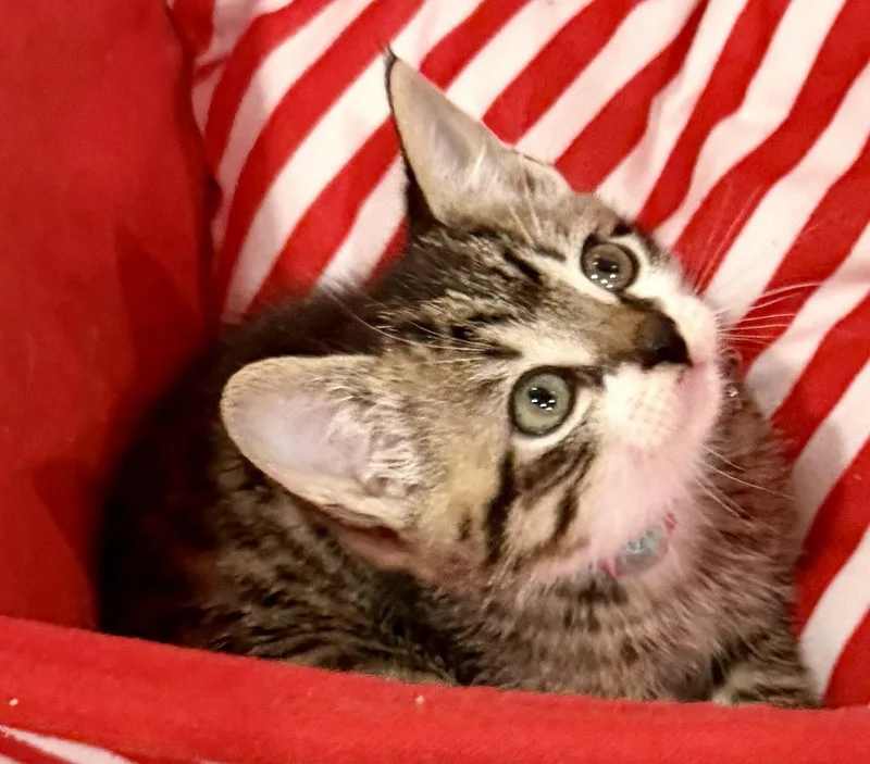 A baby medium-sized male Tabby cat named Silvanus for adoption in Weems, VA