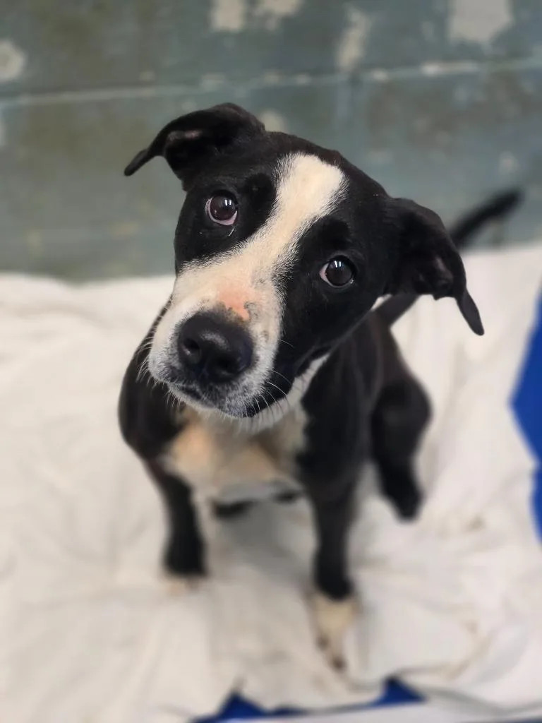 An adult medium-sized female Mixed Breed dog named Abby for adoption in Danielsville, GA