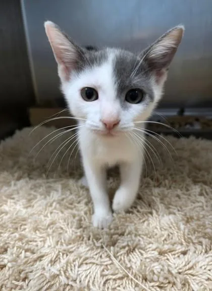 A baby small-sized female Domestic Short Hair cat named Jupiter for adoption in Honolulu, HI