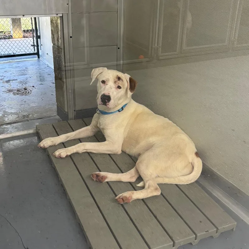 An adult large-sized male White / Cream Terrier dog named Seagram for adoption in Galax, VA