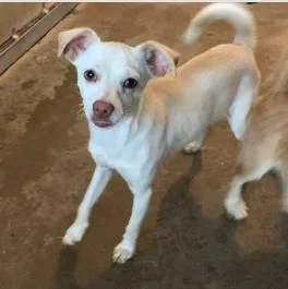An adult medium-sized female Mixed Breed dog named Capellini for adoption in West Chester, PA